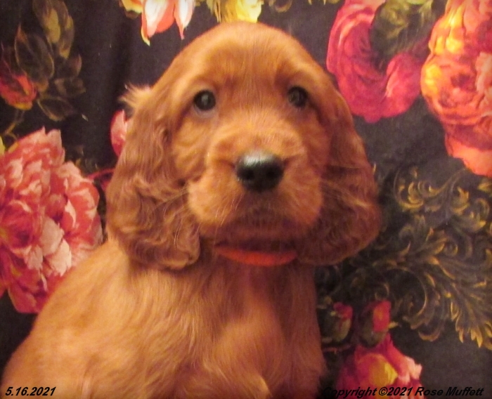 AKC Irish Setter Puppy For Sale