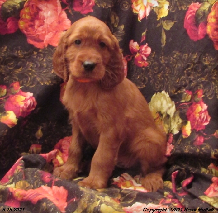 AKC Irish Setter Puppy For Sale