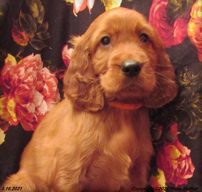 AKC Irish Setter Puppy For Sale