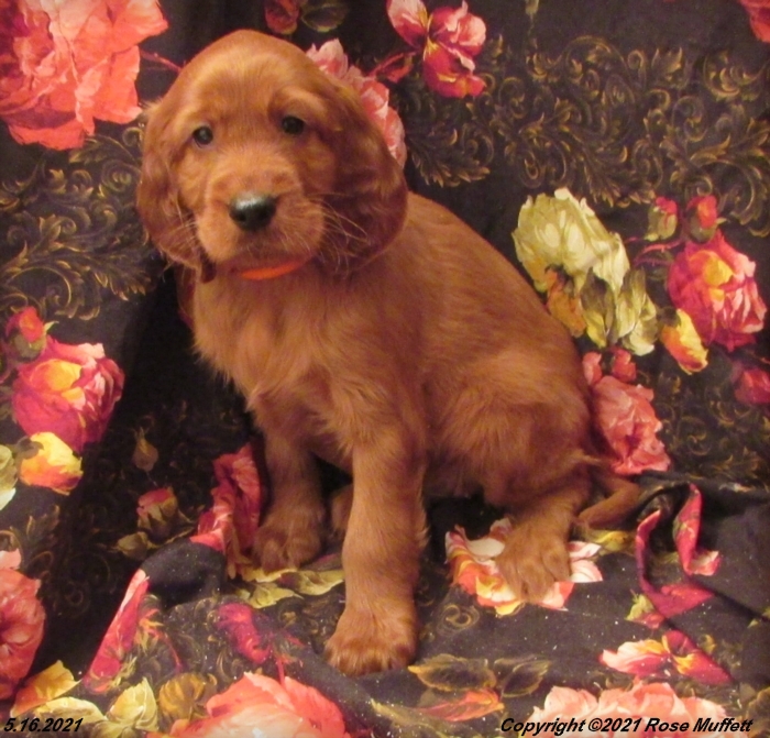 AKC Irish Setter Puppy For Sale