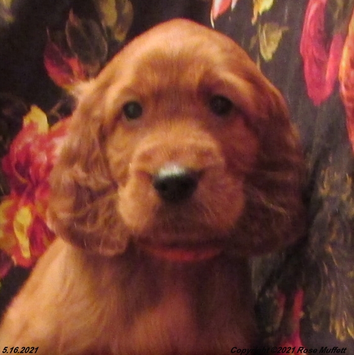 AKC Irish Setter Puppy For Sale