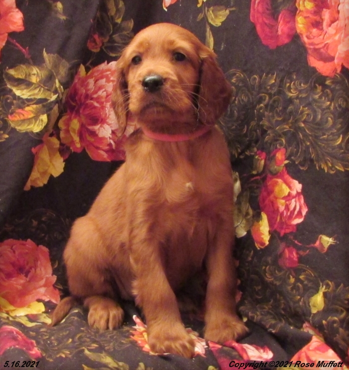 AKC Irish Setter Puppy For Sale