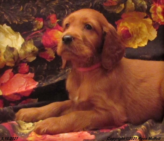 AKC Irish Setter Puppy For Sale