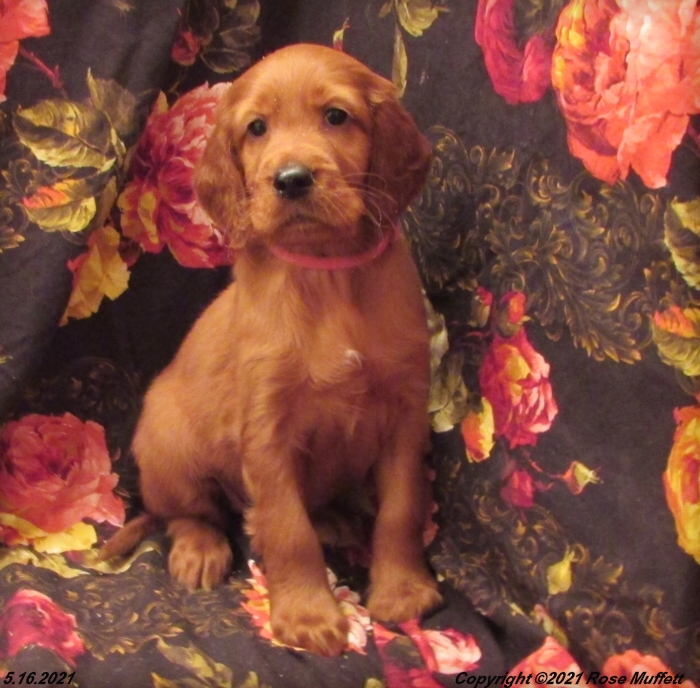 AKC Irish Setter Puppy For Sale