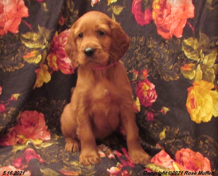 AKC Irish Setter Puppy For Sale