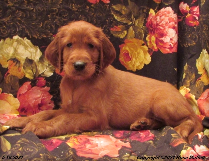 AKC Irish Setter Puppy For Sale