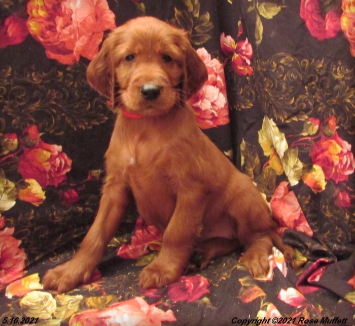AKC Irish Setter Puppy For Sale
