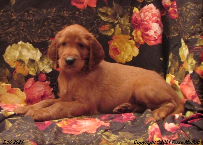 AKC Irish Setter Puppy For Sale