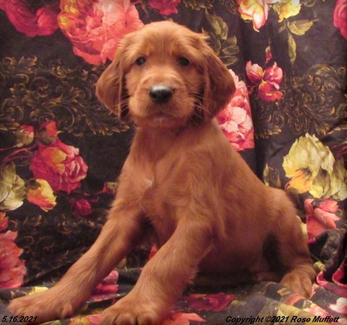 AKC Irish Setter Puppy For Sale