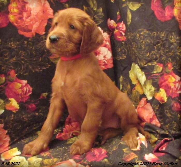 AKC Irish Setter Puppy For Sale