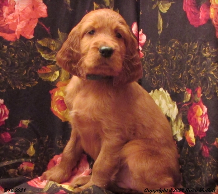 AKC Irish Setter Puppy For Sale