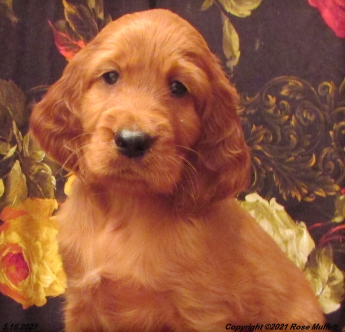 AKC Irish Setter Puppy For Sale