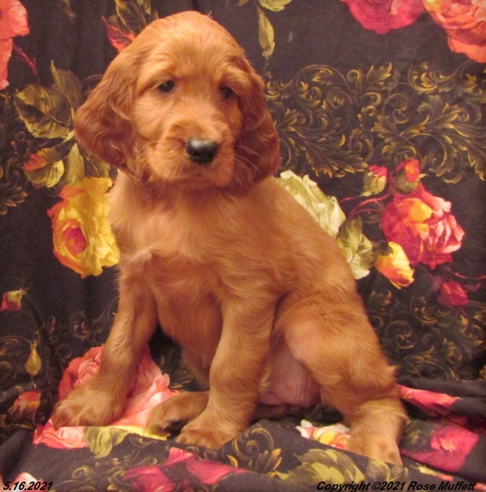AKC Irish Setter Puppy For Sale