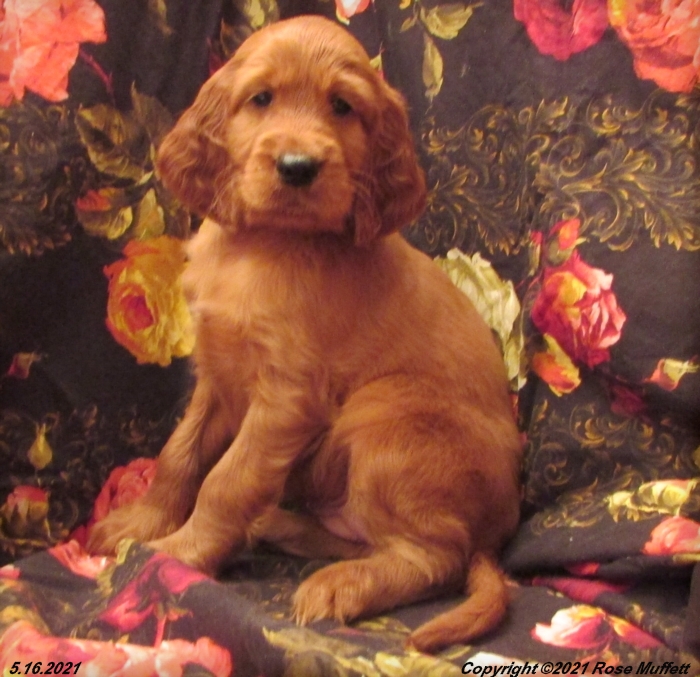 AKC Irish Setter Puppy For Sale