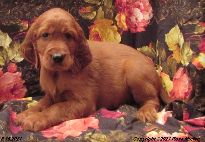 AKC Irish Setter Puppy For Sale