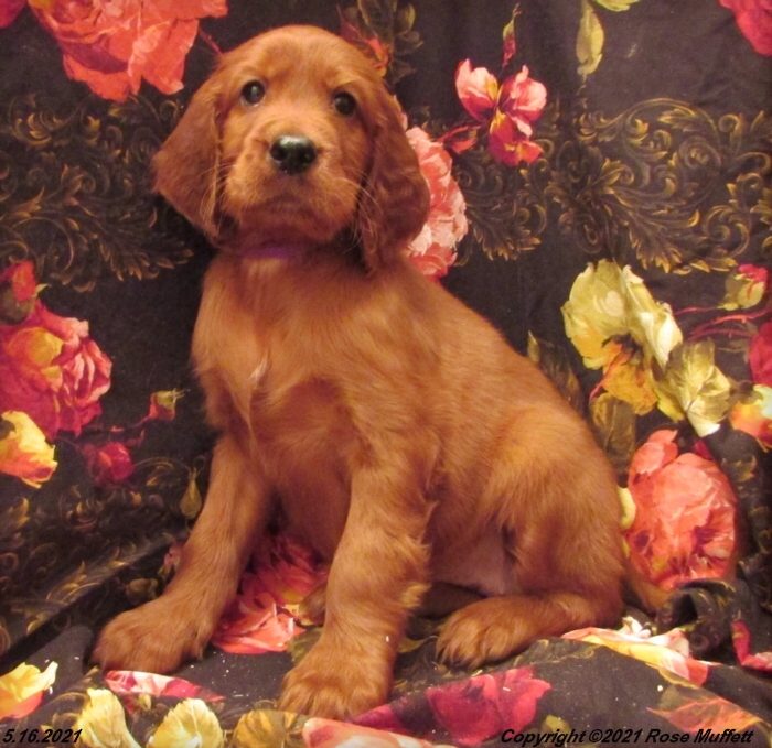 AKC Irish Setter Puppy For Sale