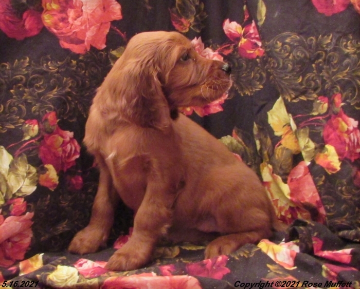 AKC Irish Setter Puppy For Sale