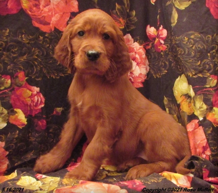 AKC Irish Setter Puppy For Sale