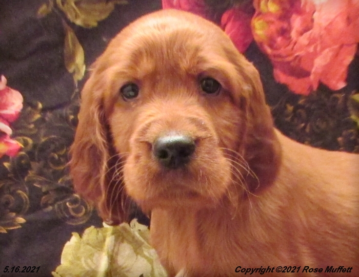 AKC Irish Setter Puppy For Sale