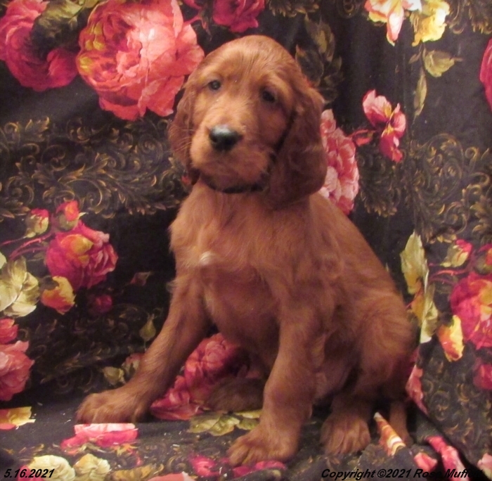 AKC Irish Setter Puppy For Sale