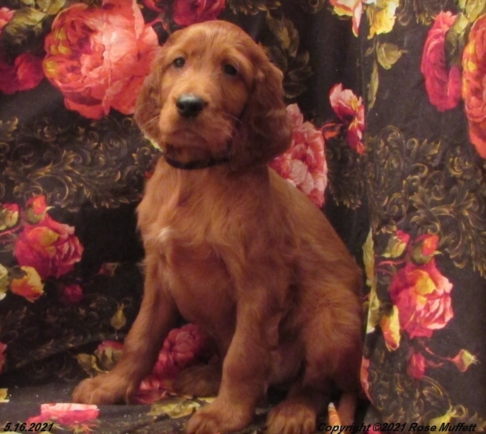 AKC Irish Setter Puppy For Sale