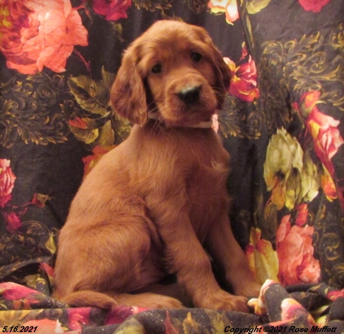 AKC Irish Setter Puppy For Sale