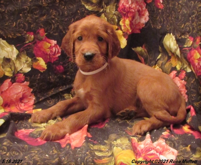 AKC Irish Setter Puppy For Sale