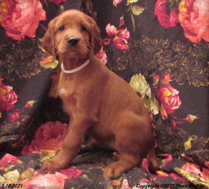 AKC Irish Setter Puppy For Sale
