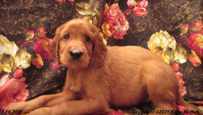 AKC Irish Setter Puppy For Sale