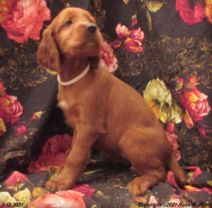 AKC Irish Setter Puppy For Sale