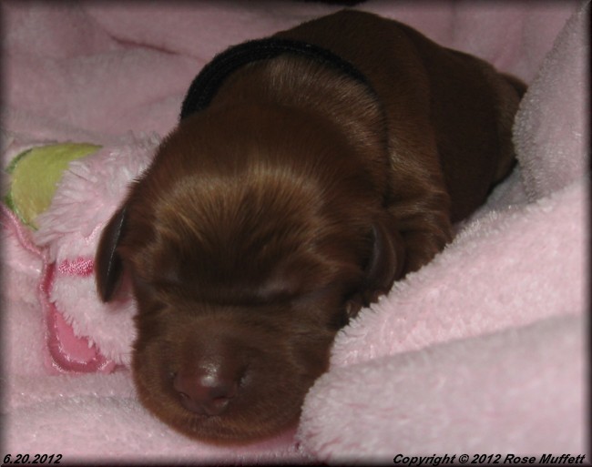 Liza's Puppies