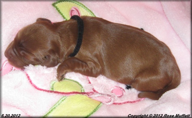 Liza's Puppies