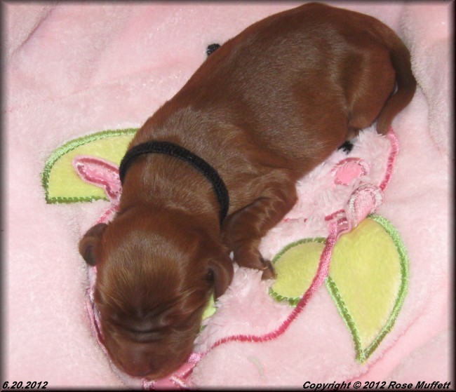 Liza's Puppies