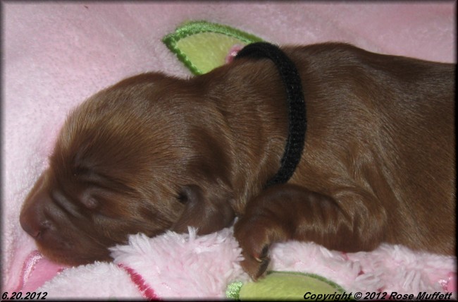 Liza's Puppies