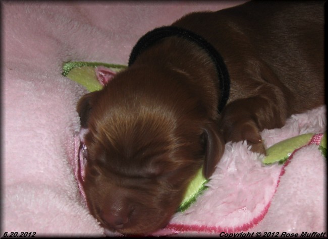 Liza's Puppies