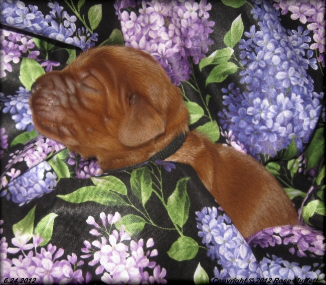 Liza's Puppies
