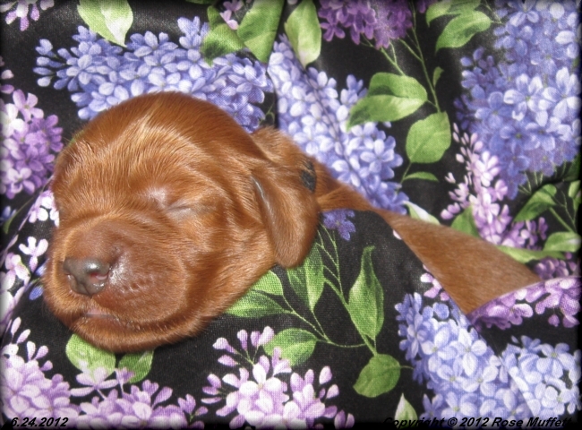 Liza's Puppies