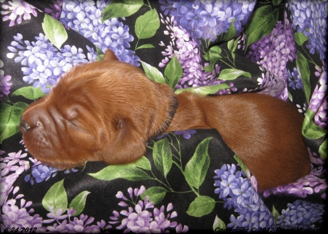 Liza's Puppies