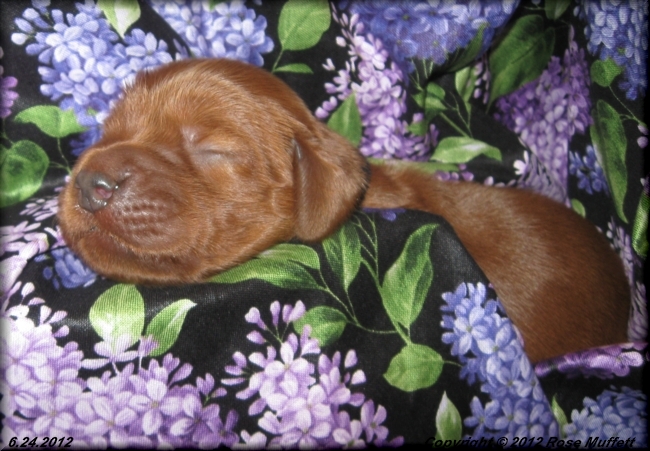 Liza's Puppies