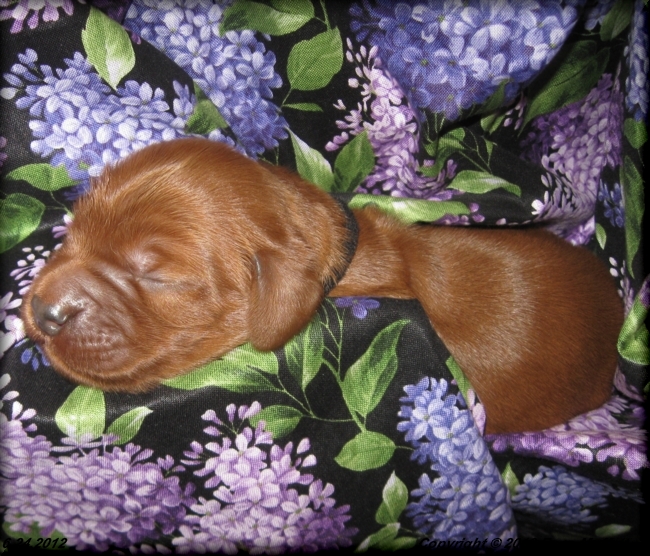 Liza's Puppies
