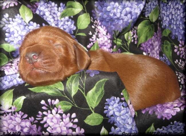 Liza's Puppies