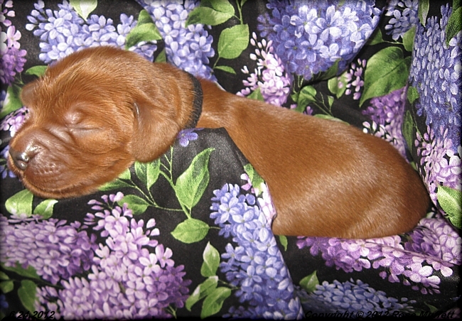 Liza's Puppies