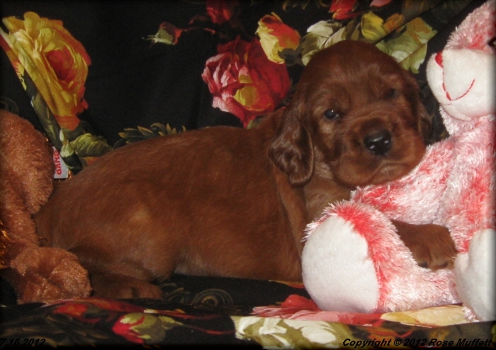 Liza's Puppies