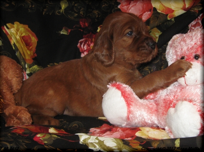 Liza's Puppies