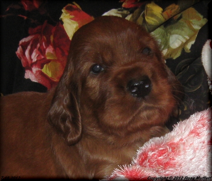 Liza's Puppies