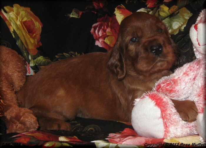 Liza's Puppies