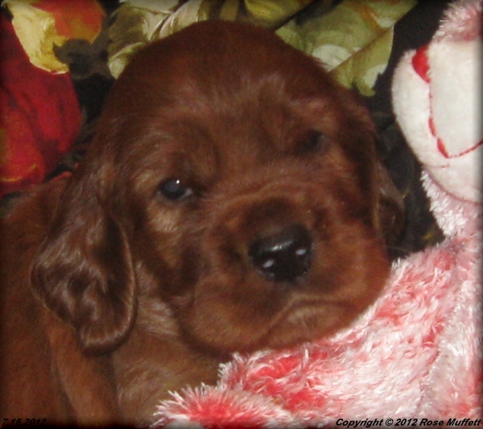 Liza's Puppies