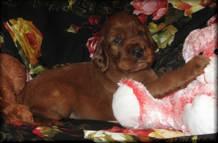 Liza's Puppies
