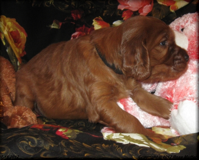 Liza's Puppies