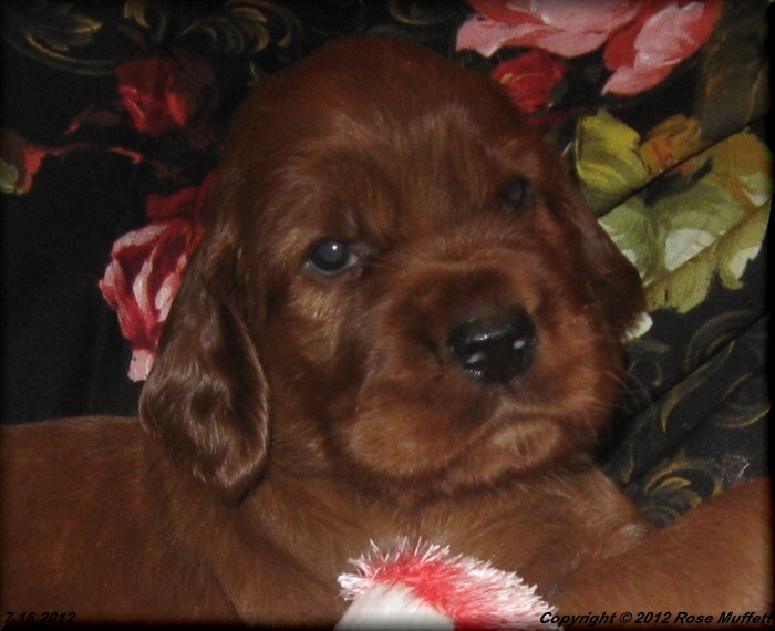 Liza's Puppies
